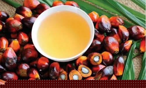 马来棕榈油期货(马来棕榈油期货新浪)_https://www.xzdzcjn.com_北交所_第1张