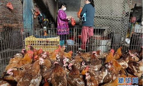 活禽期货(活禽网上交易平台)_https://www.xzdzcjn.com_深交所_第1张