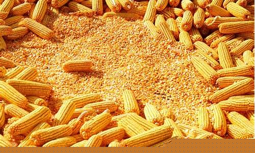 东北饲料原料信息网(东北地区饲料排行榜)_https://www.xzdzcjn.com_深交所_第1张